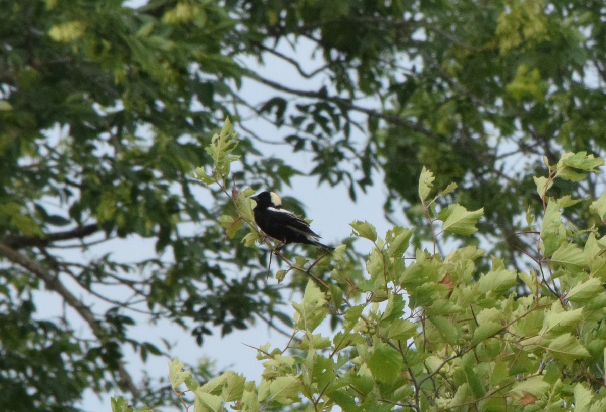 bobolink americký - ML620572597