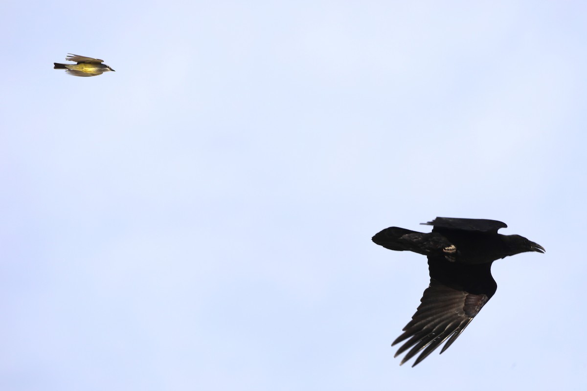 tanımsız kuzgun (Corvus sp.) - ML620572613