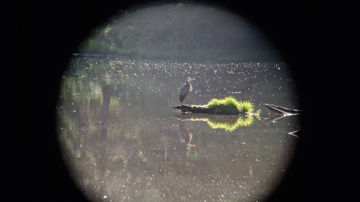 Great Blue Heron - ML620572627