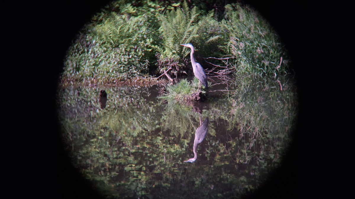 Great Blue Heron - ML620572628