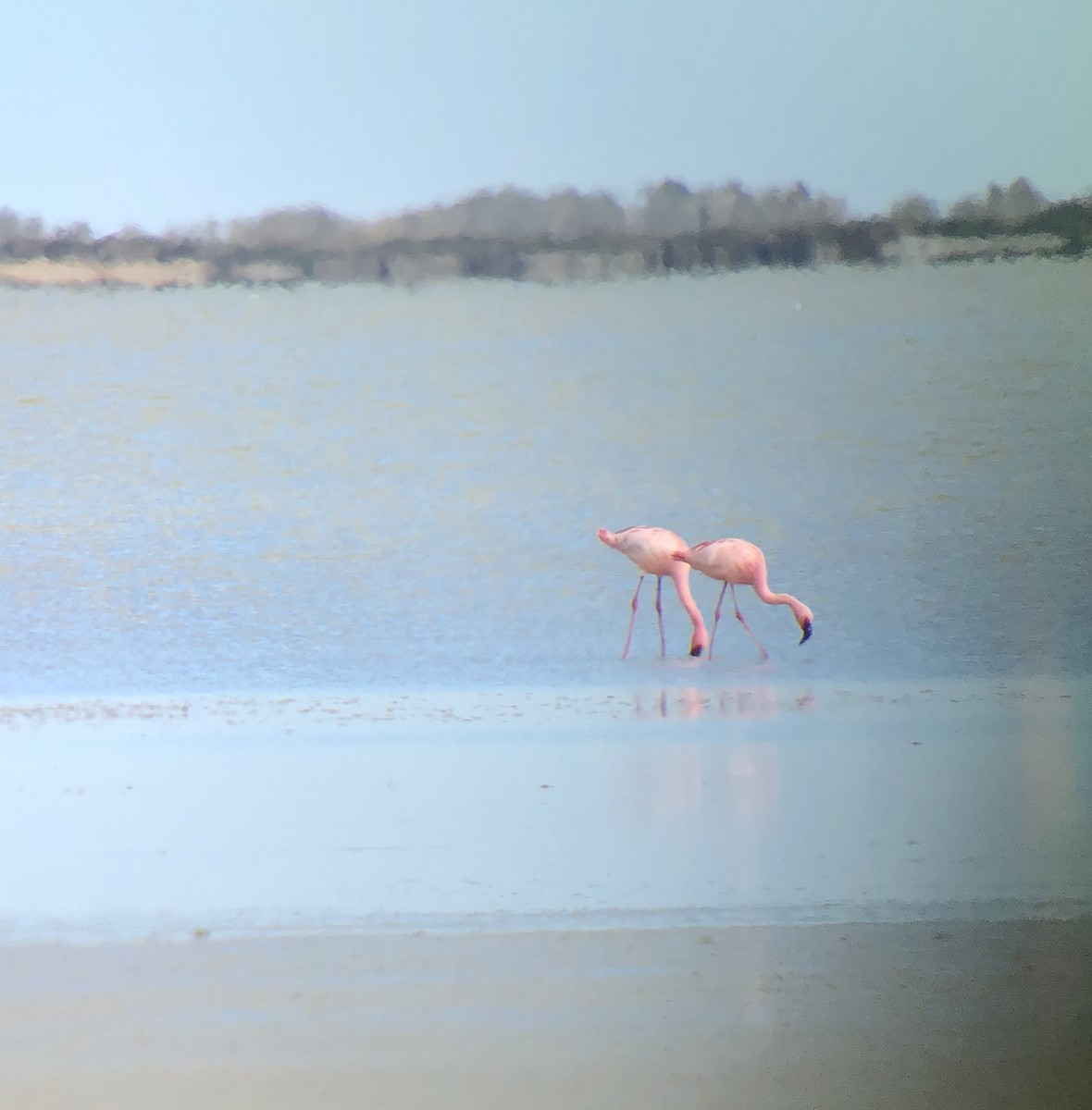 Küçük Flamingo - ML620572631