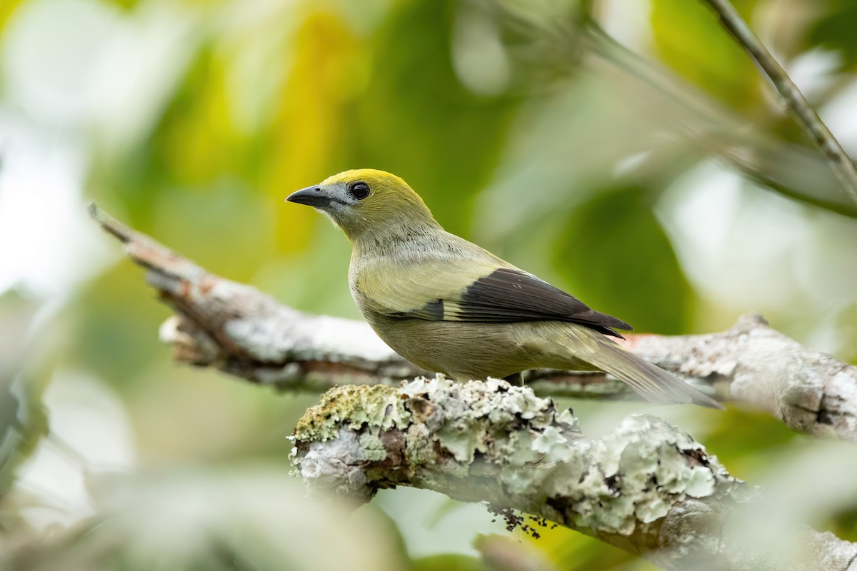 Palm Tanager - ML620572636