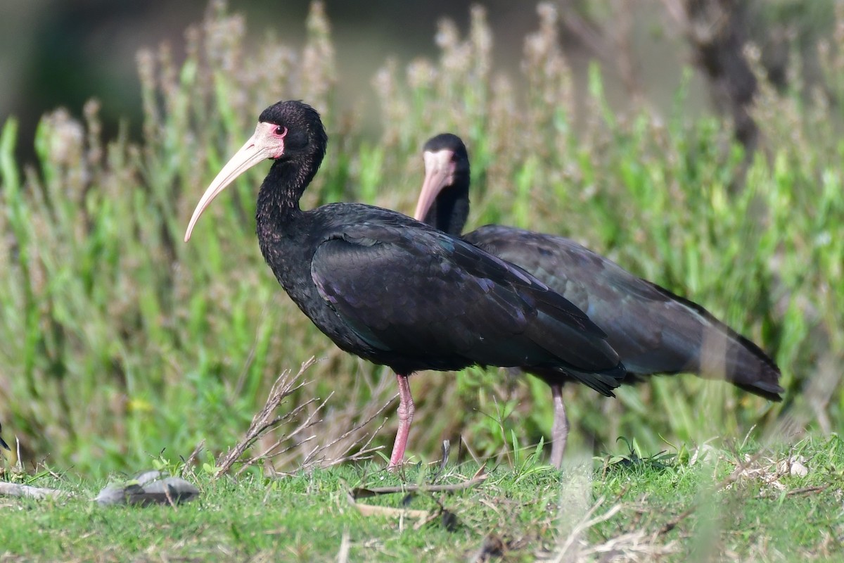 Ibis à face nue - ML620572640