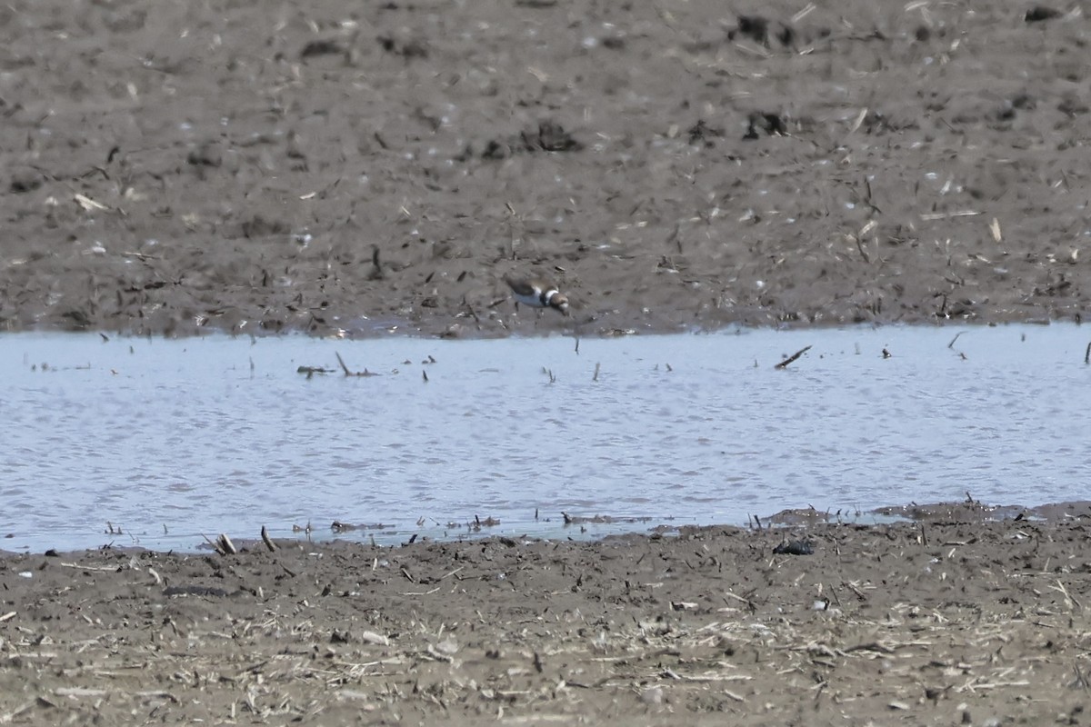 Semipalmated Plover - ML620572649