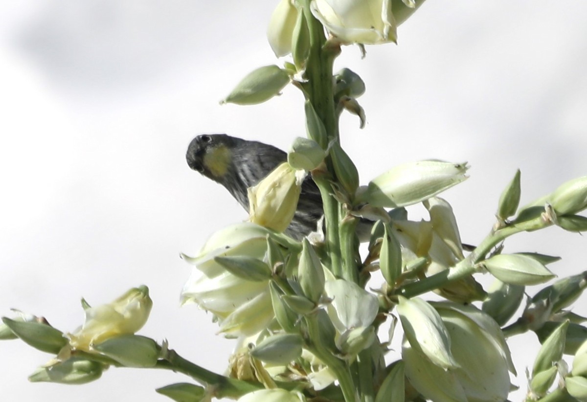 キヅタアメリカムシクイ（coronata ｘ auduboni） - ML620572656