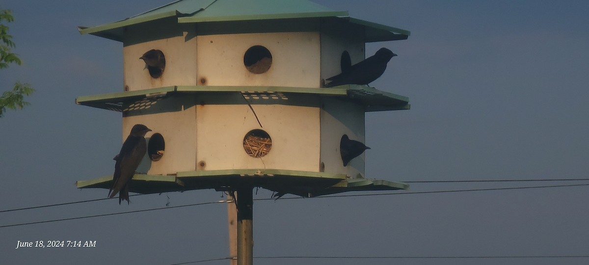 Purple Martin - ML620572661