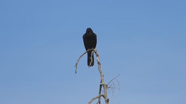 Large-billed Crow - ML620572666