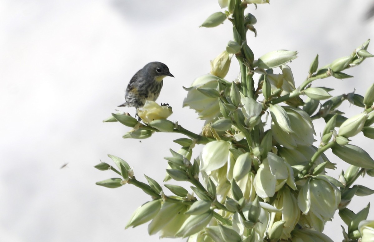 Kronenwaldsänger (coronata x auduboni) - ML620572668