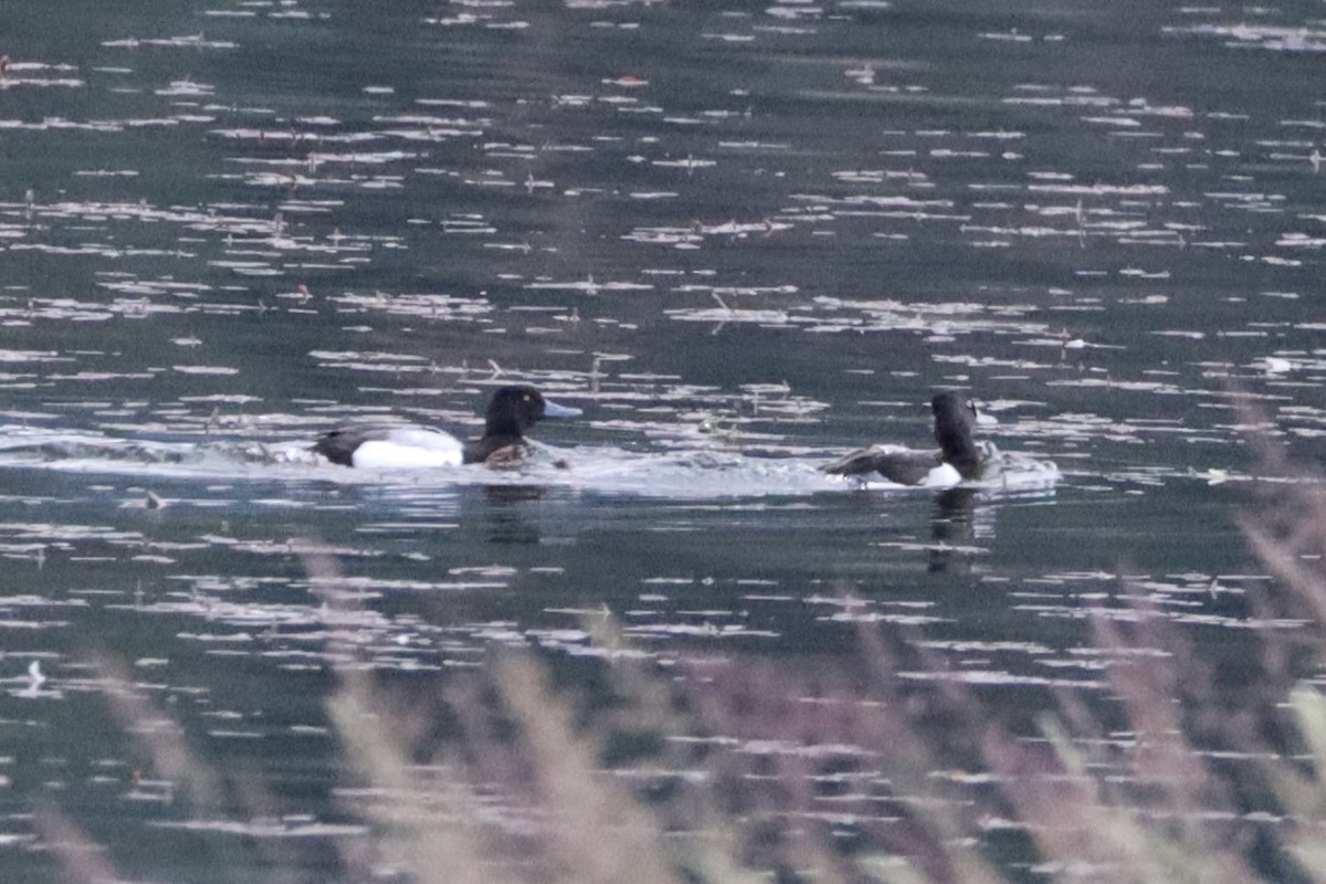 Lesser Scaup - ML620572669