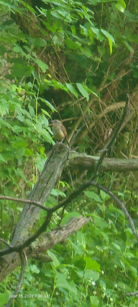 Carolina Wren - ML620572675