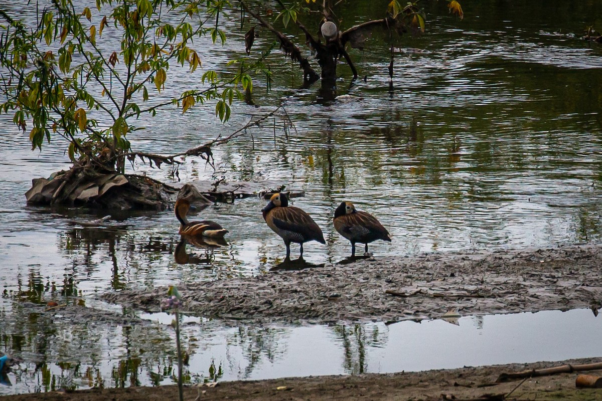 White-faced Whistling-Duck - ML620572681