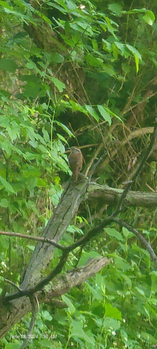 Carolina Wren - ML620572683