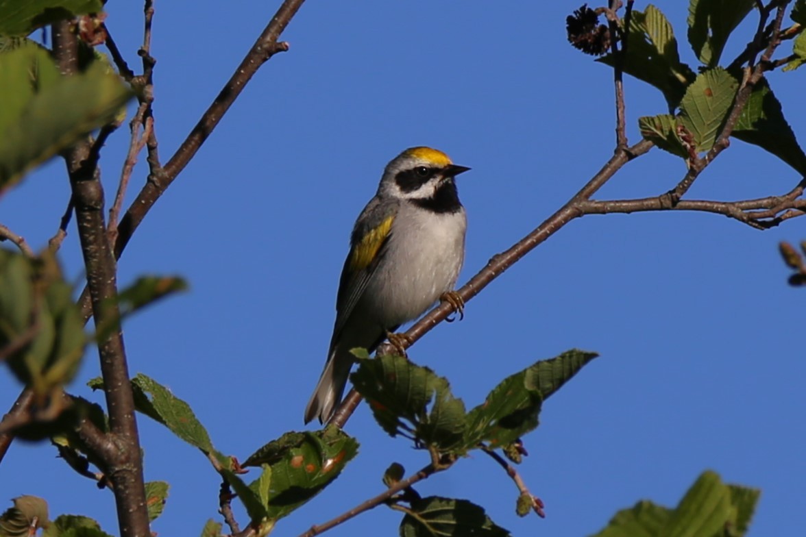 Golden-winged Warbler - Rob Routledge