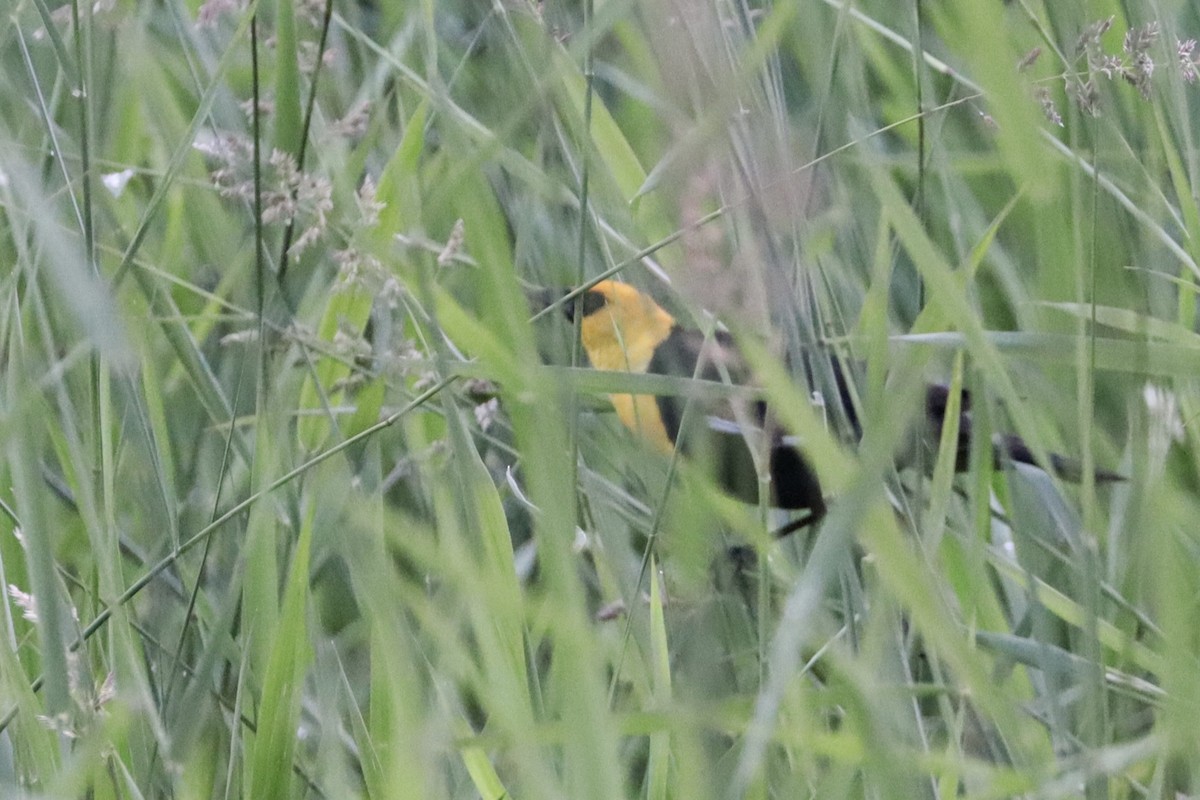 Yellow-headed Blackbird - Sarah von Innerebner