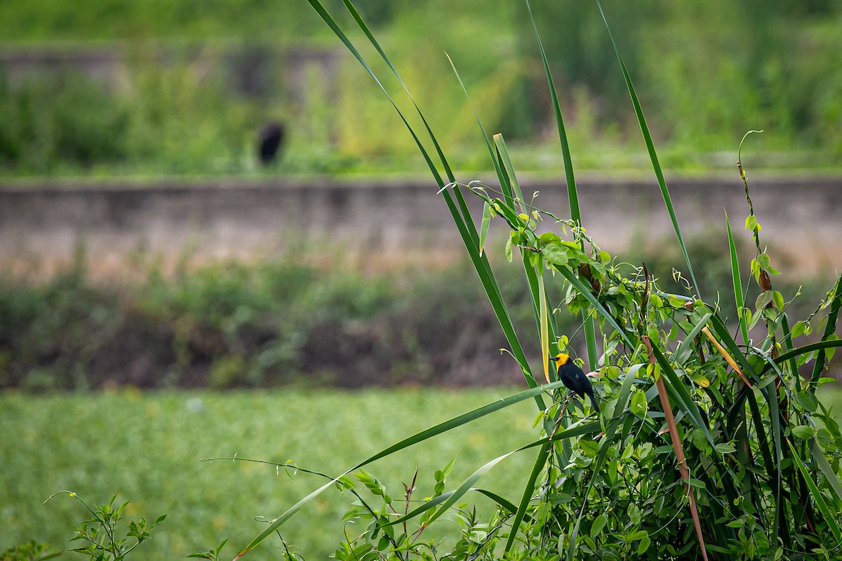 Yellow-hooded Blackbird - ML620572731