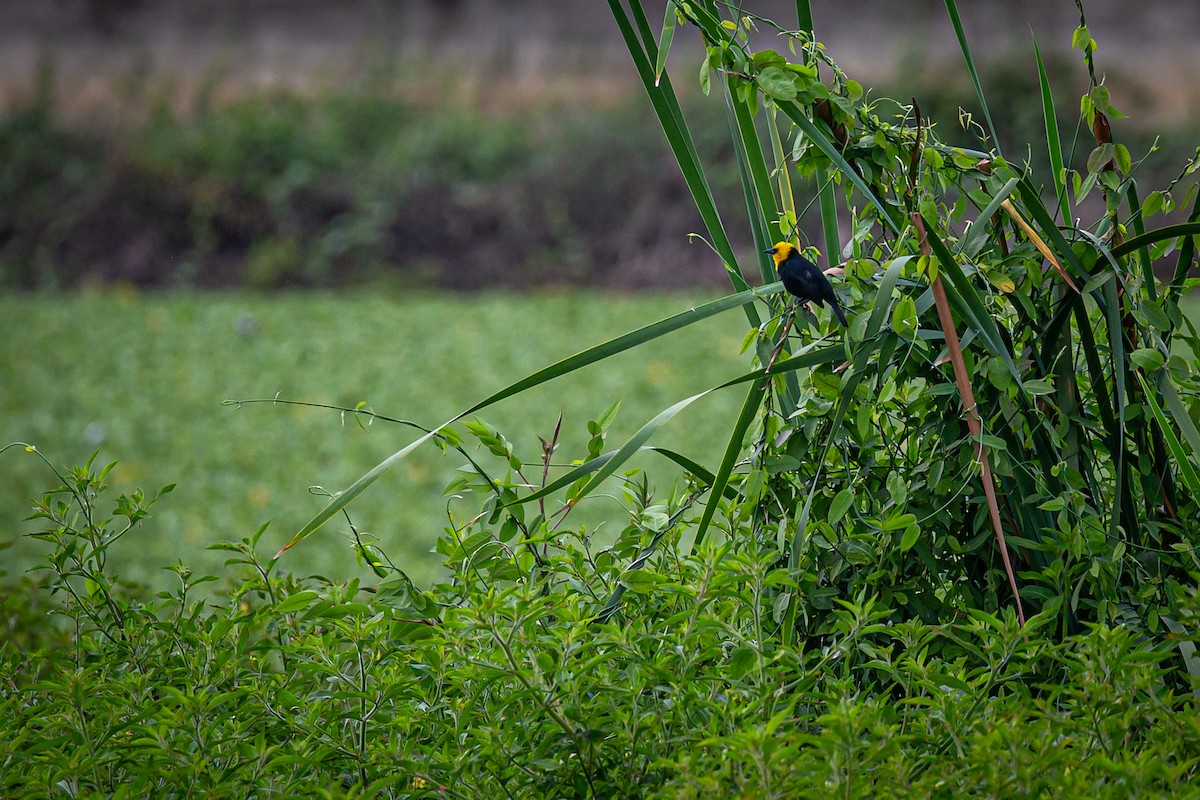 Yellow-hooded Blackbird - ML620572732