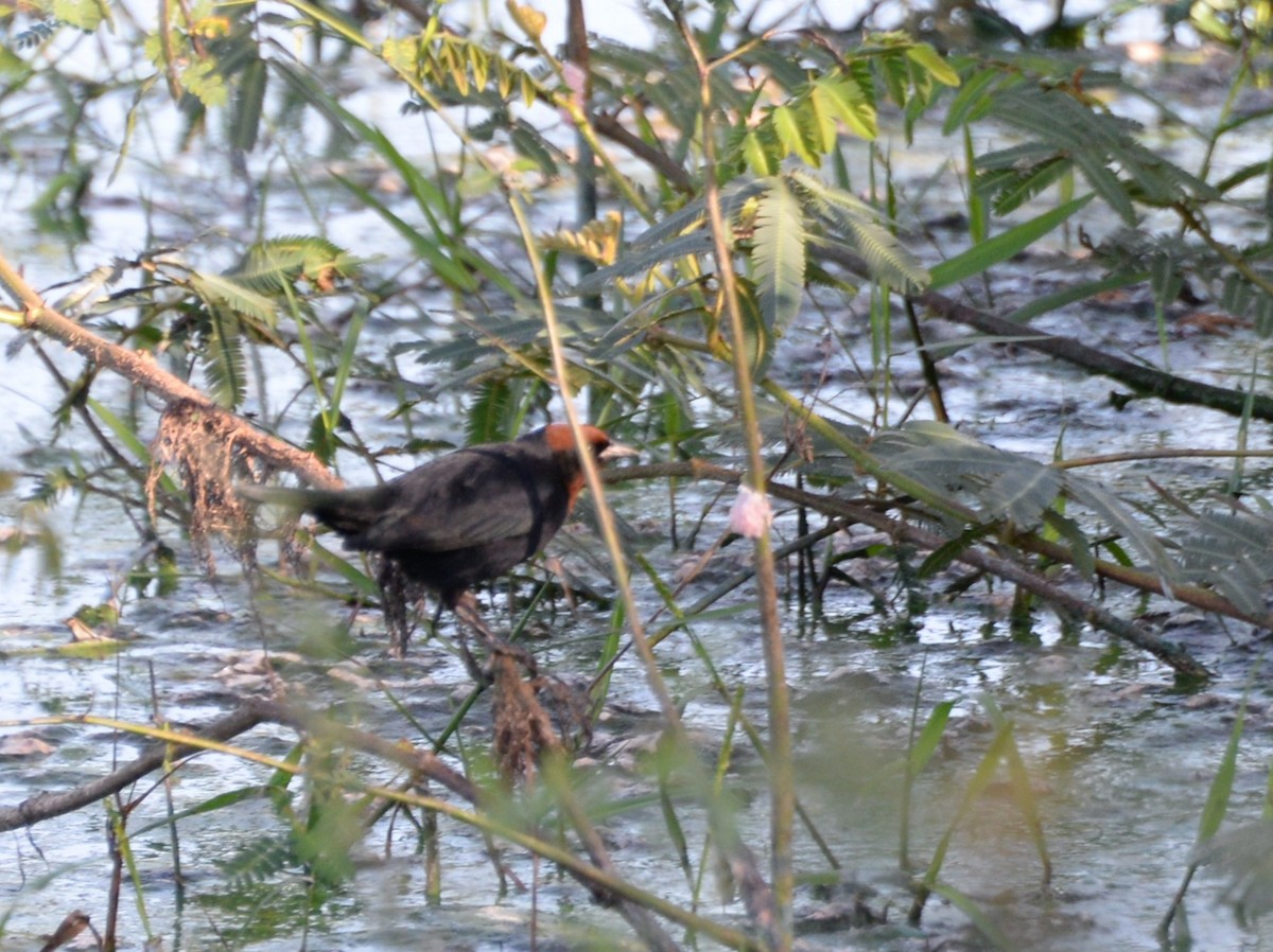 Chestnut-capped Blackbird - ML620572735