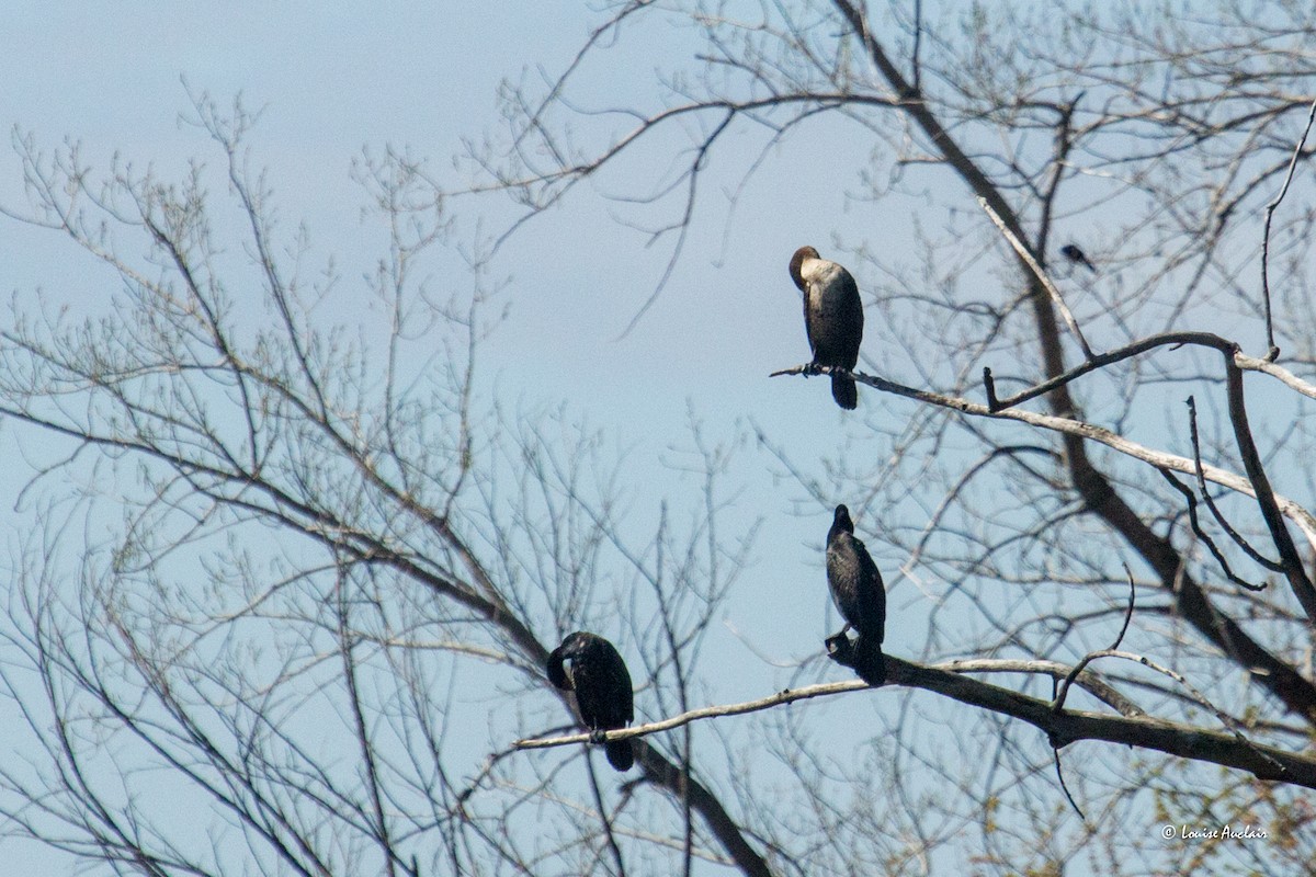 Double-crested Cormorant - Louise Auclair