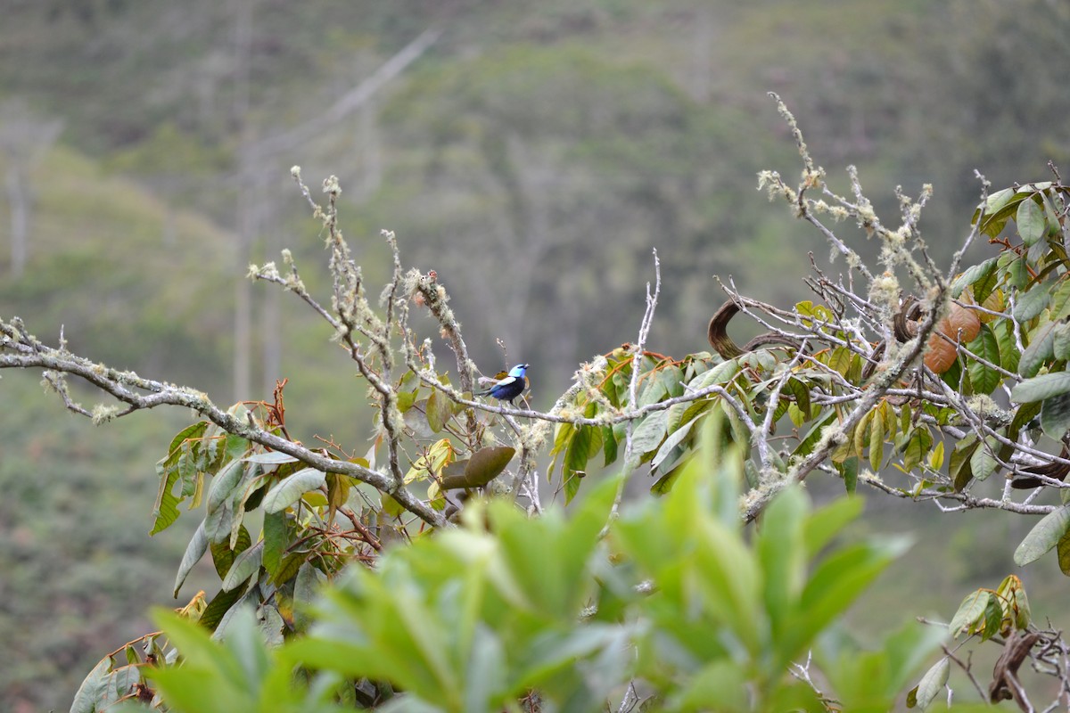 Blue-necked Tanager - ML620572743