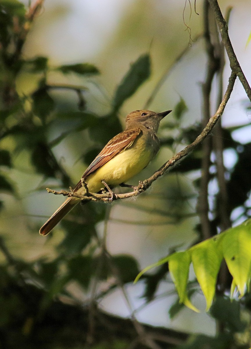 Great Crested Flycatcher - ML620572744