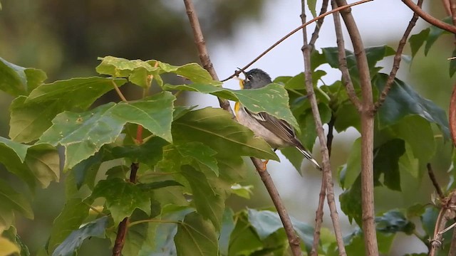 Northern Parula - ML620572746