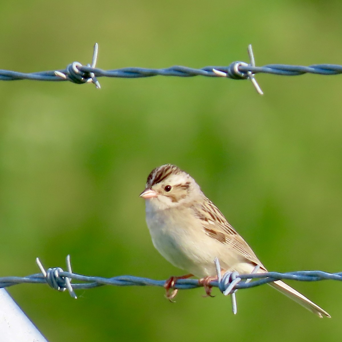 Clay-colored Sparrow - ML620572750
