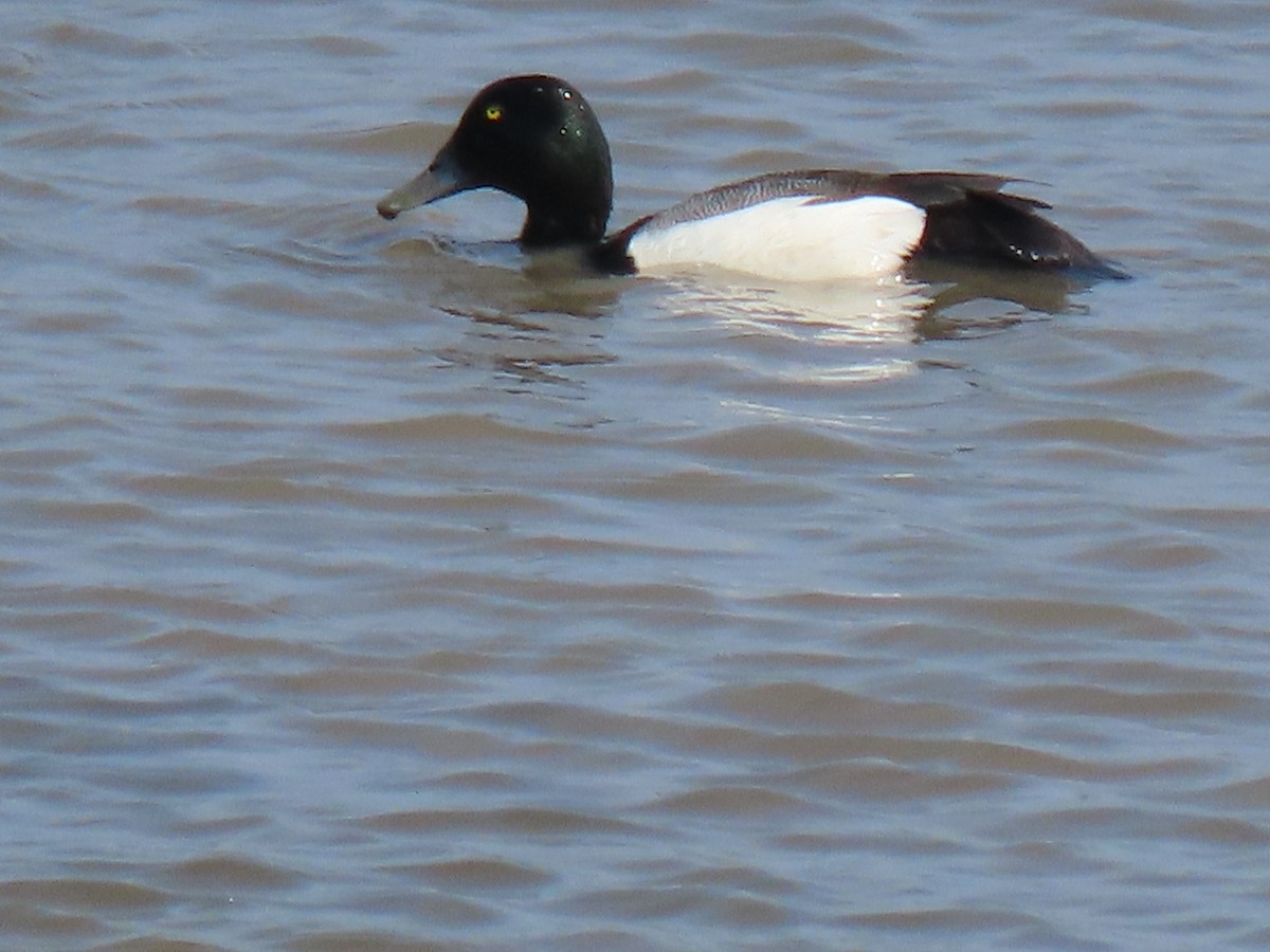Greater Scaup - ML620572768