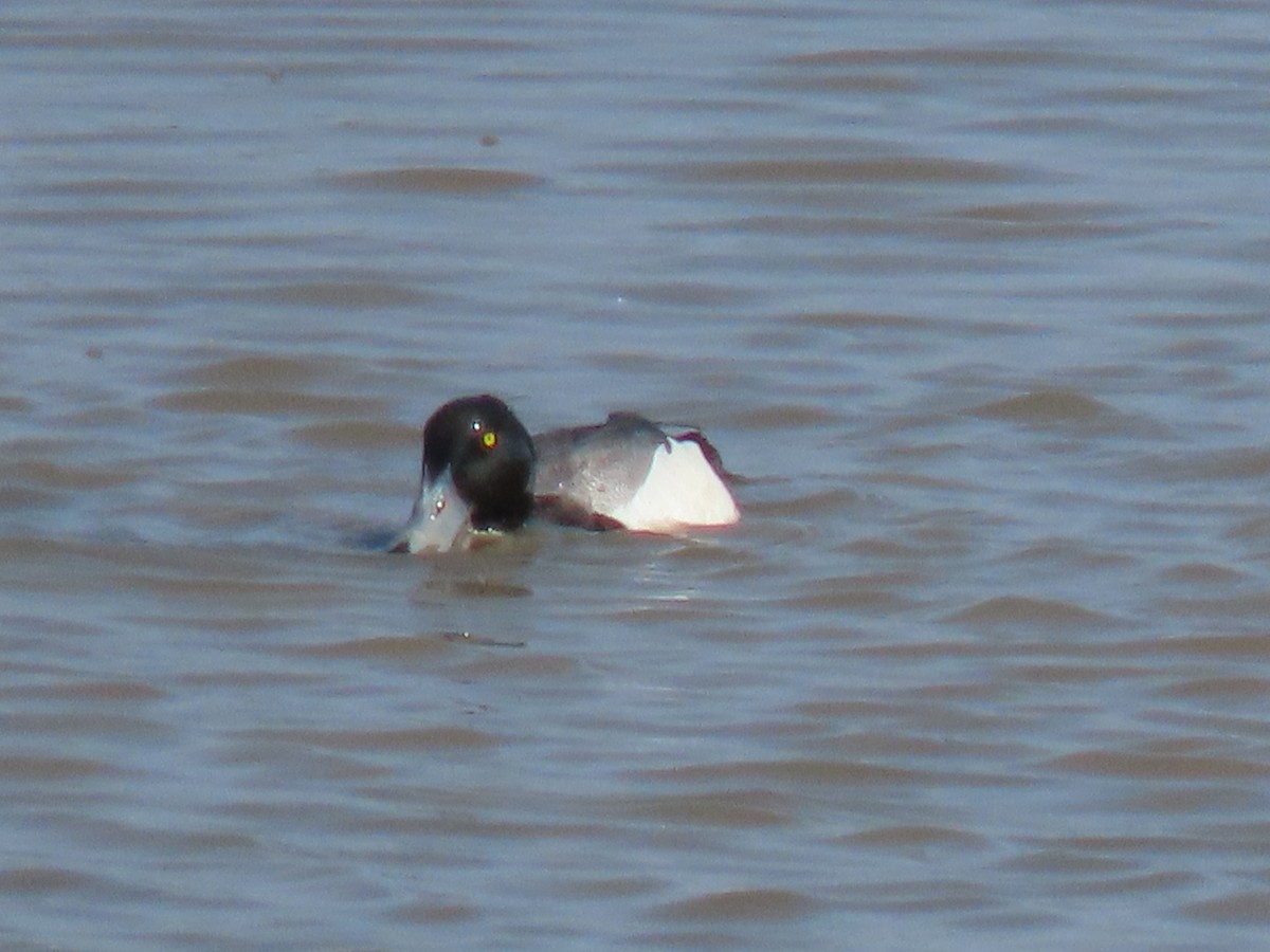 Greater Scaup - ML620572769