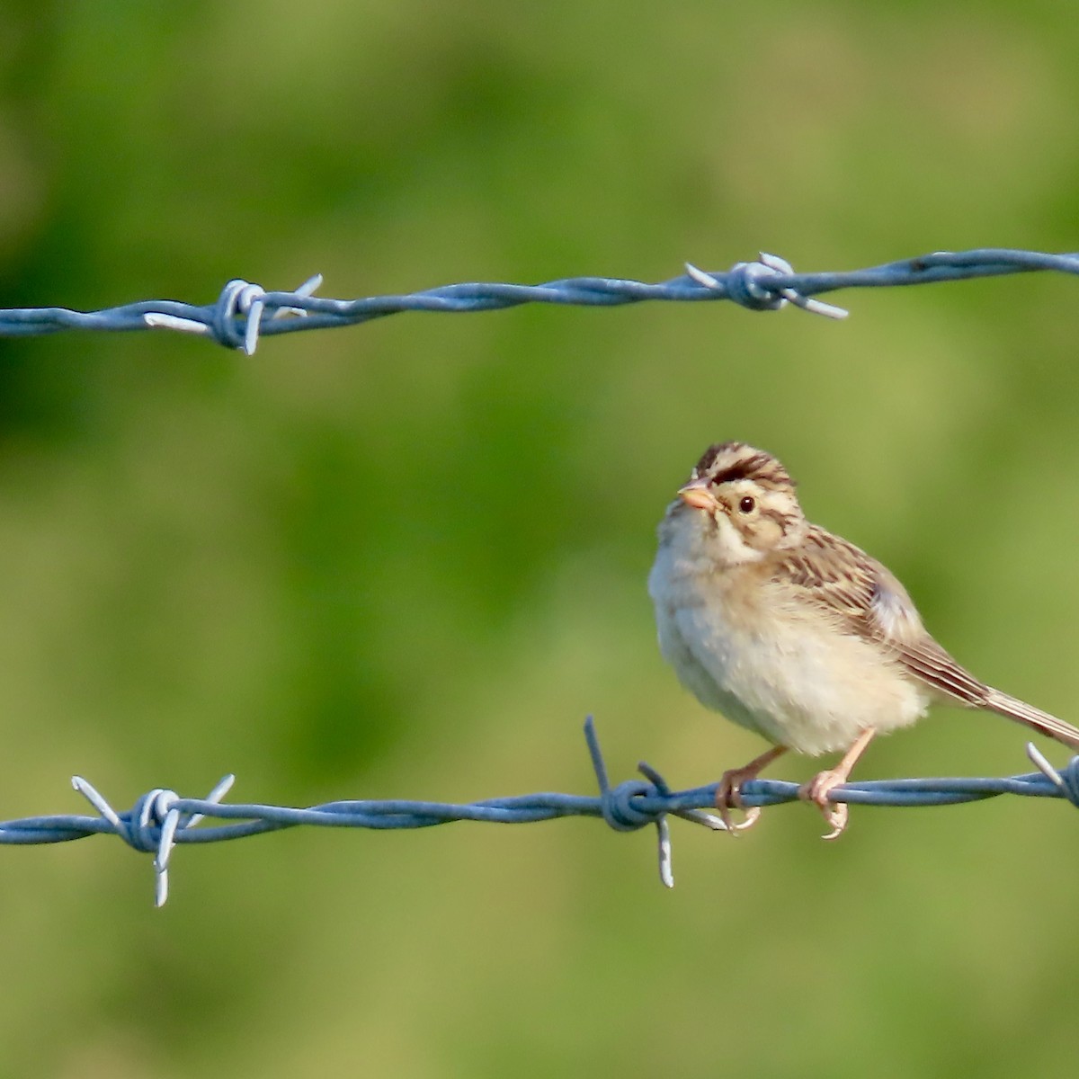 Clay-colored Sparrow - ML620572790