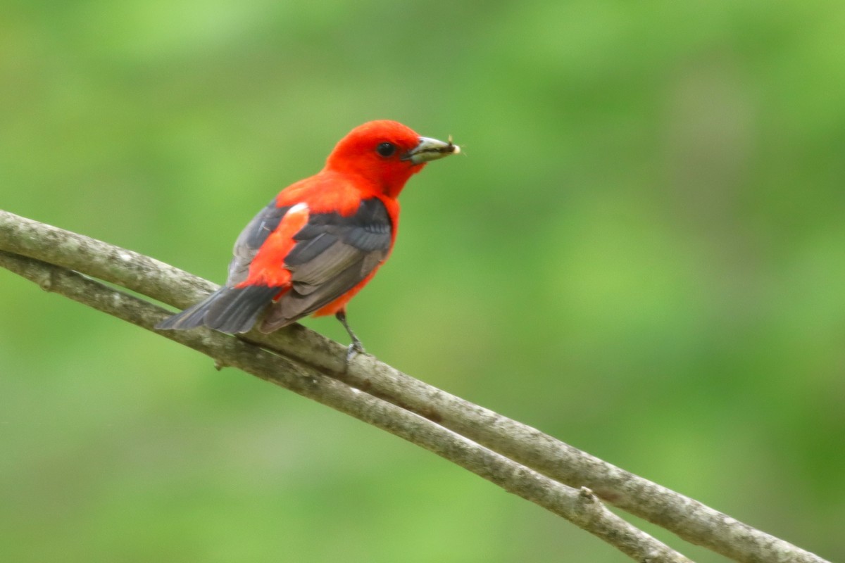 Scarlet Tanager - ML620572820