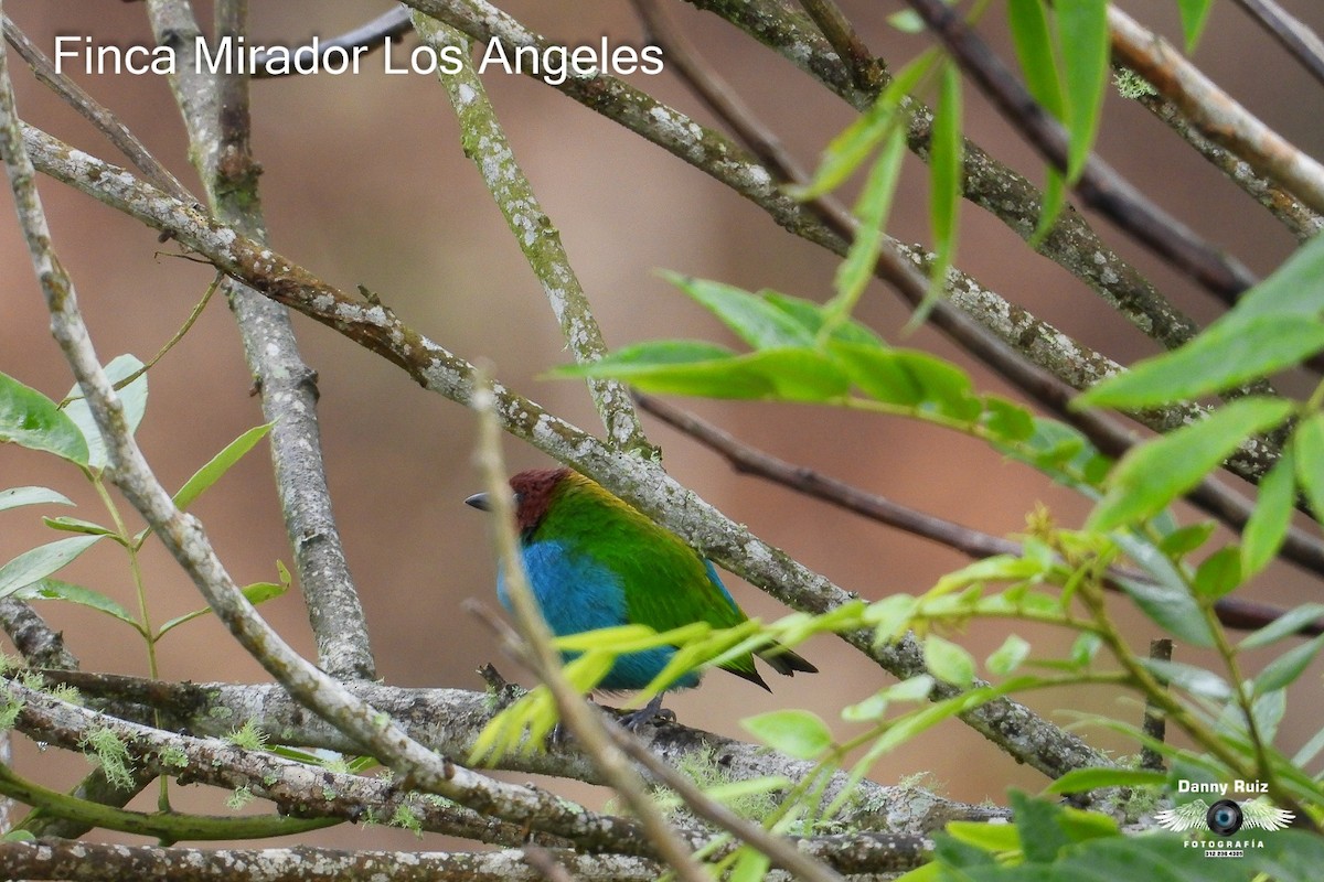 Bay-headed Tanager - ML620572822