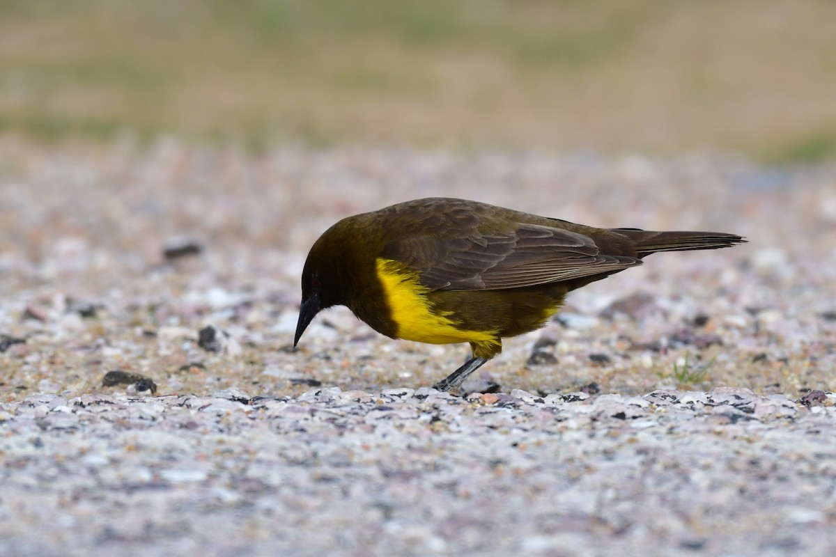 Brown-and-yellow Marshbird - ML620572825