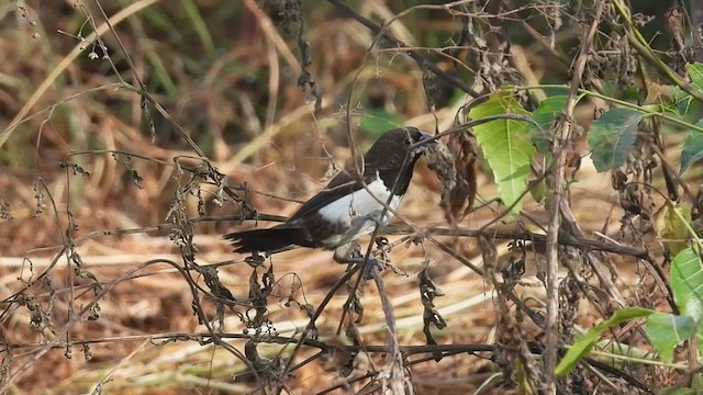 White-rumped Munia - ML620572837