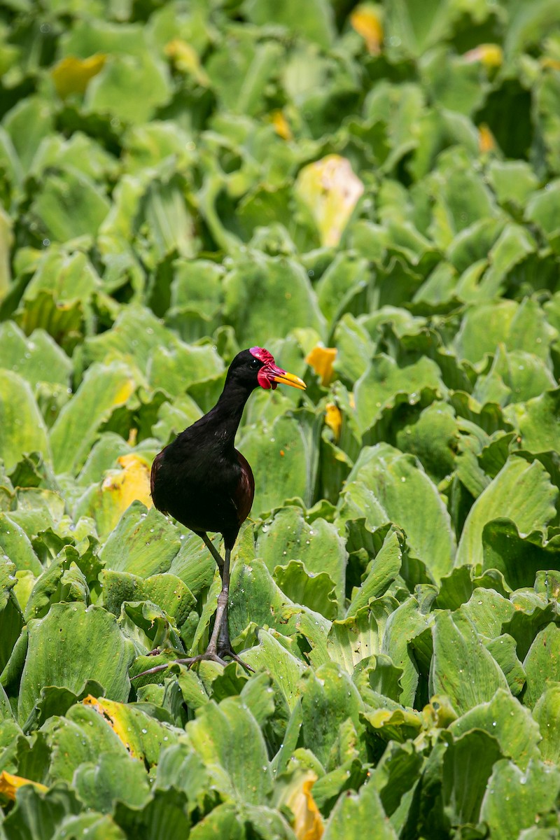 Wattled Jacana - ML620572845