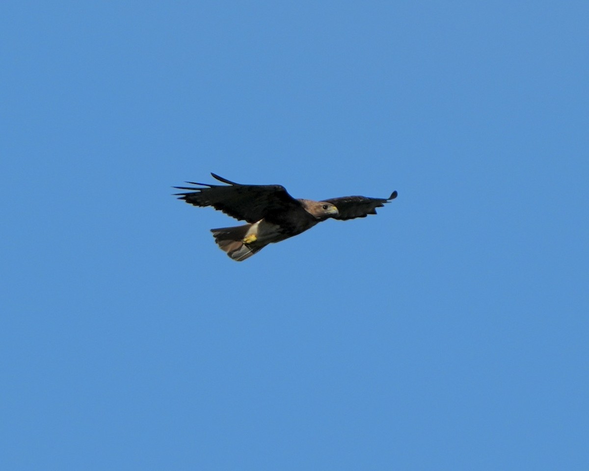 Red-tailed Hawk - ML620572846