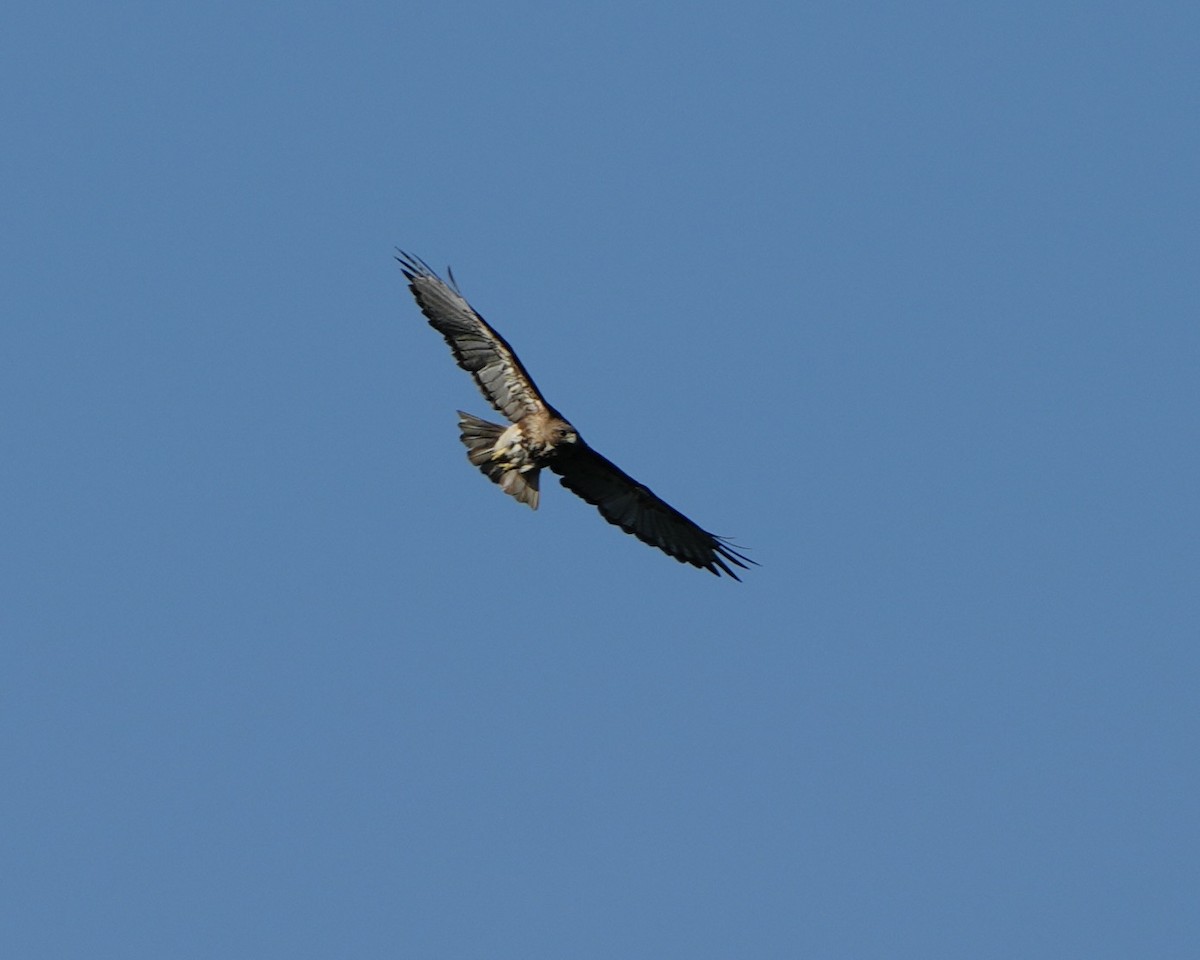 Red-tailed Hawk - ML620572847