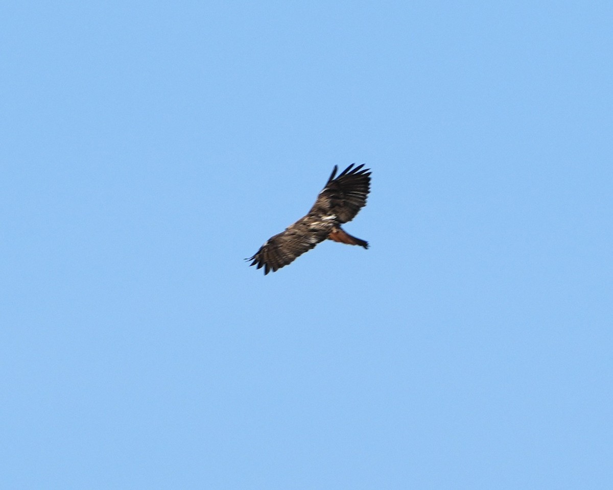 Red-tailed Hawk - ML620572848