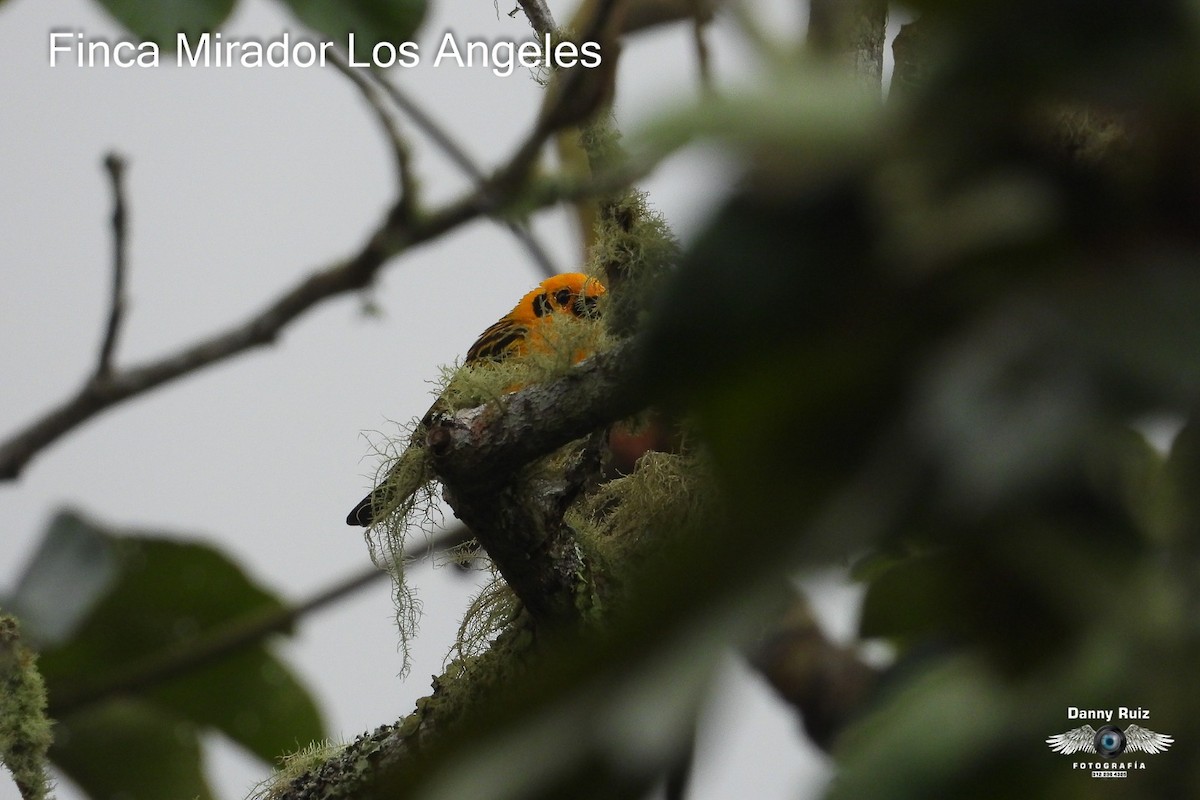Golden Tanager - Mirador Los Angeles Finca de descanso