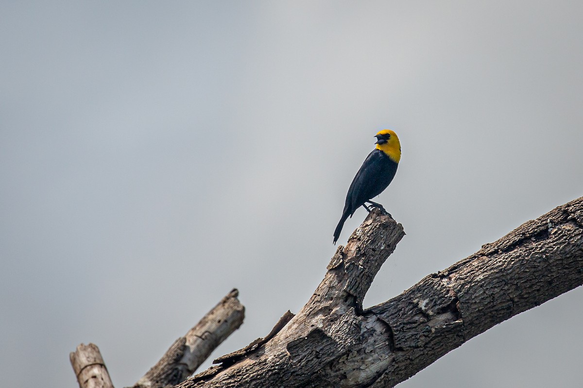 Yellow-hooded Blackbird - ML620572863