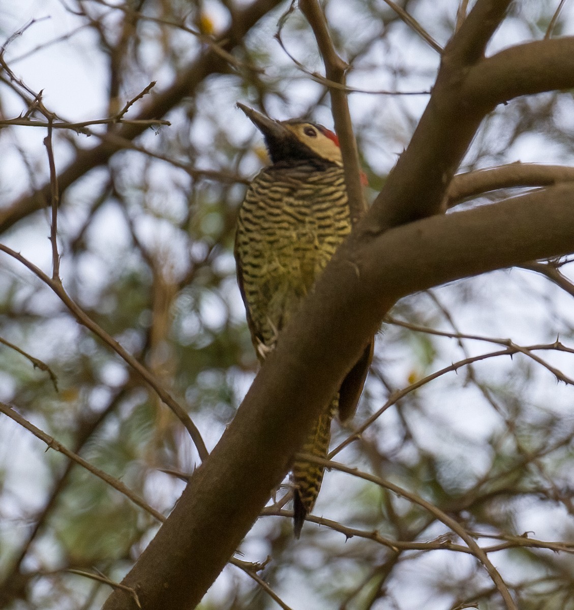Black-necked Woodpecker - ML620572867