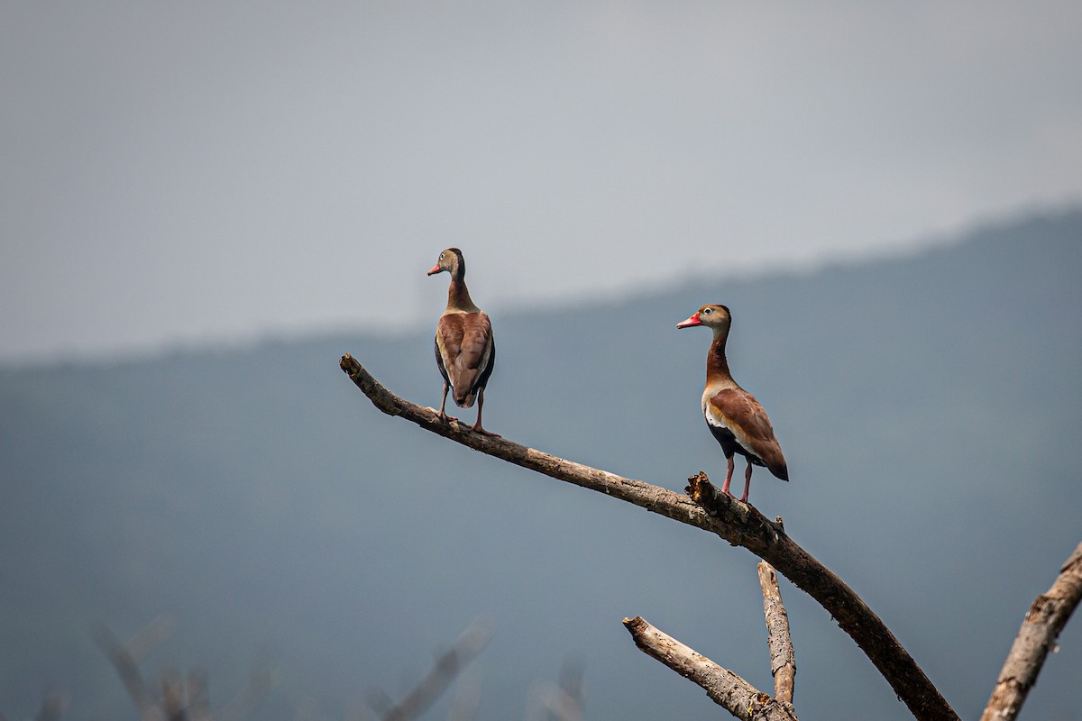 Black-bellied Whistling-Duck - Francisco Russo