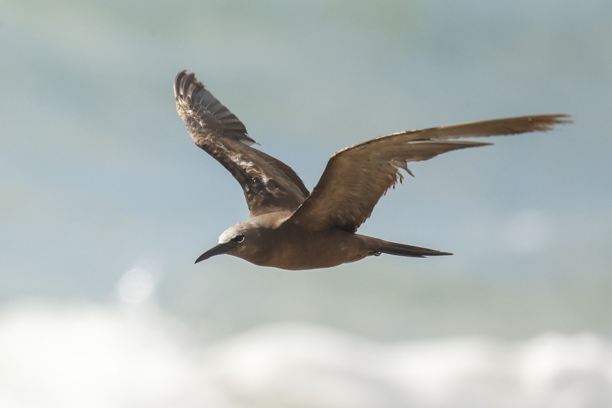 Brown Noddy - Pat Draisey