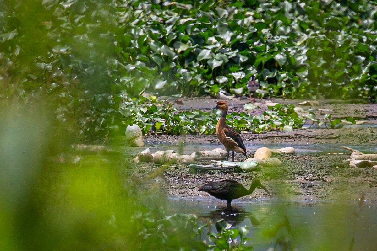 Fulvous Whistling-Duck - ML620572879