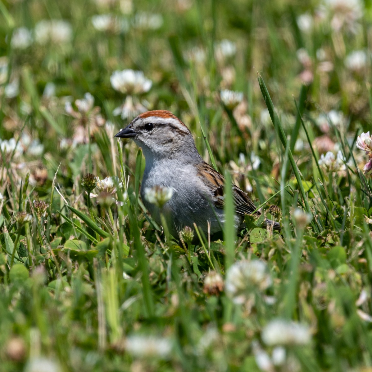 Chipping Sparrow - ML620572888