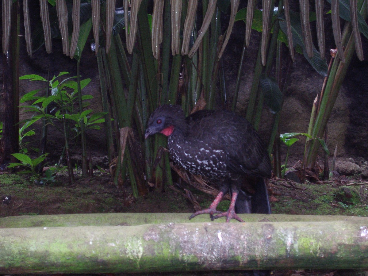 Crested Guan - ML620572889