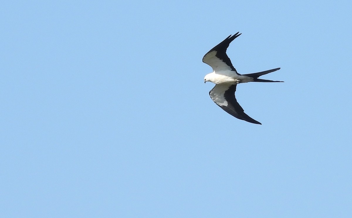 Swallow-tailed Kite - ML620572898