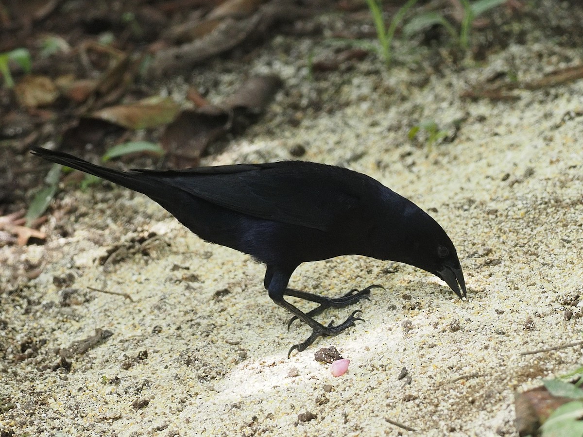 Scrub Blackbird - ML620572901