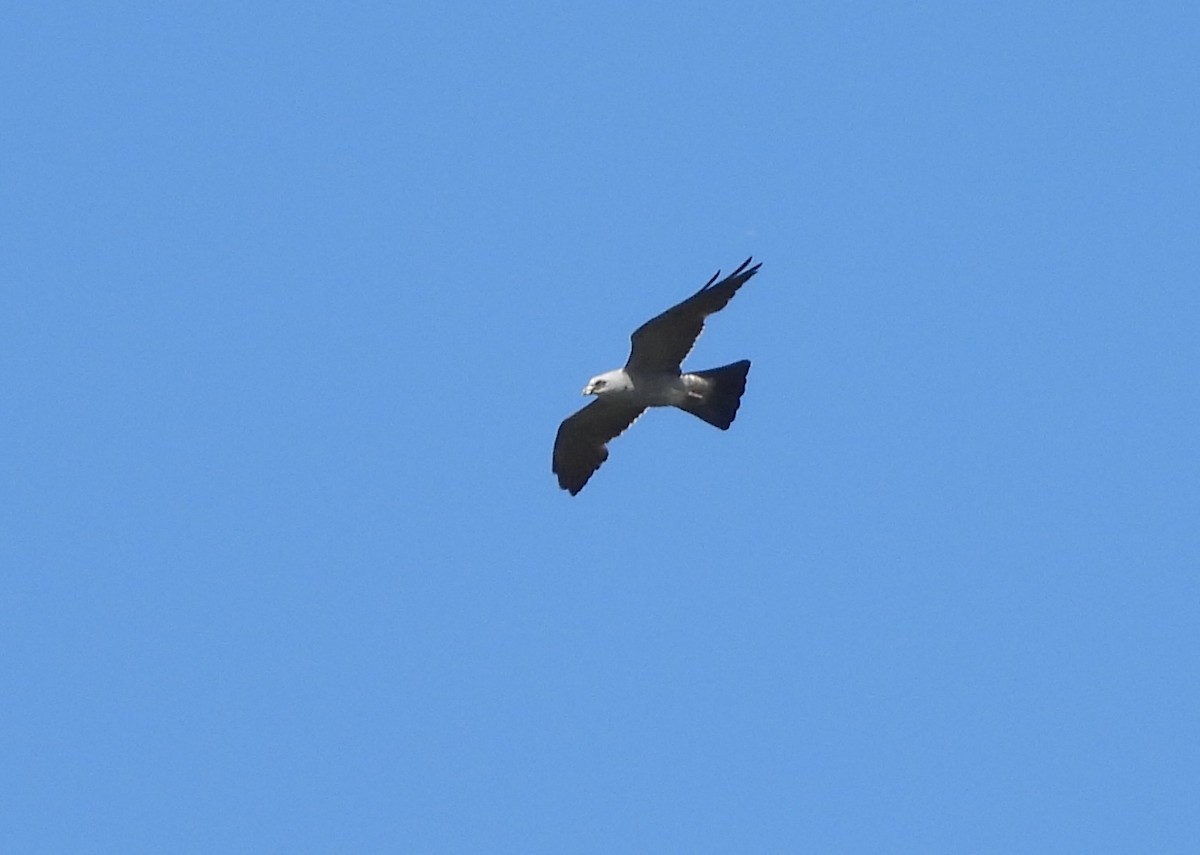 Mississippi Kite - ML620572904