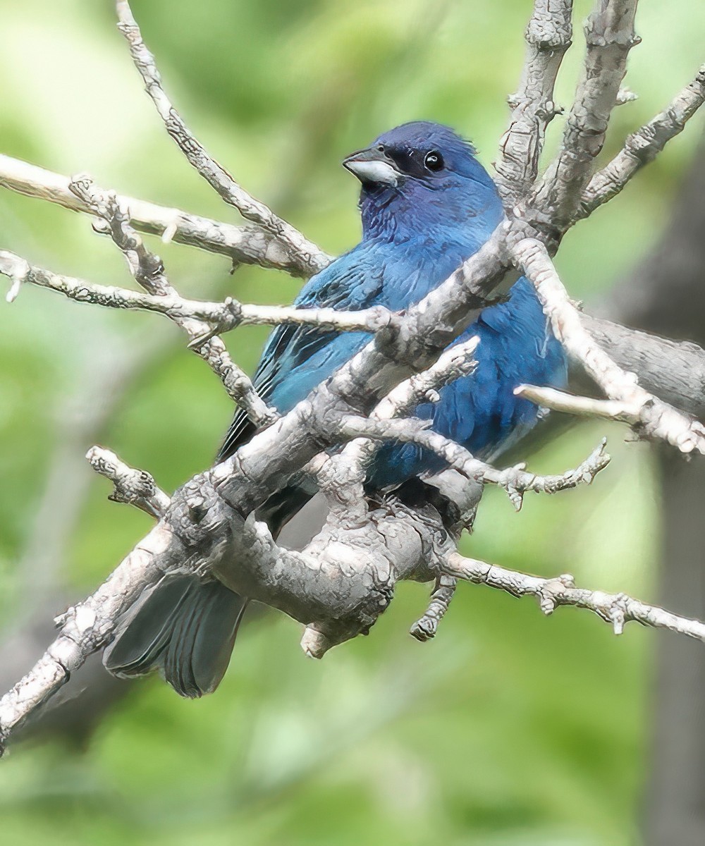 Indigo Bunting - ML620572907