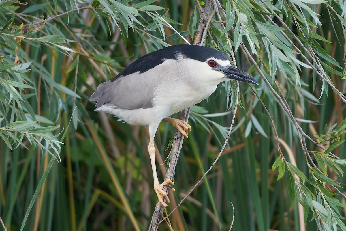 Black-crowned Night Heron - ML620572910